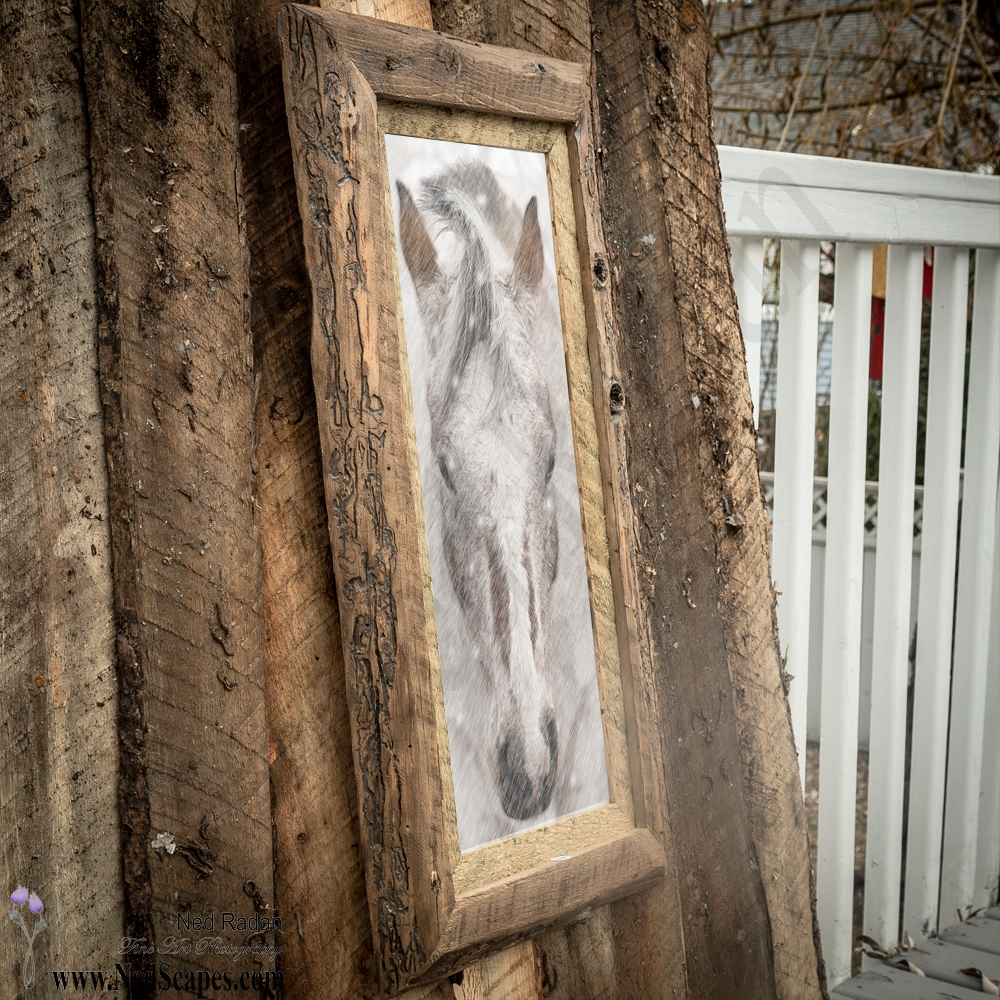 Appaloosa