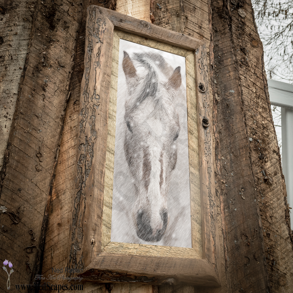Appaloosa