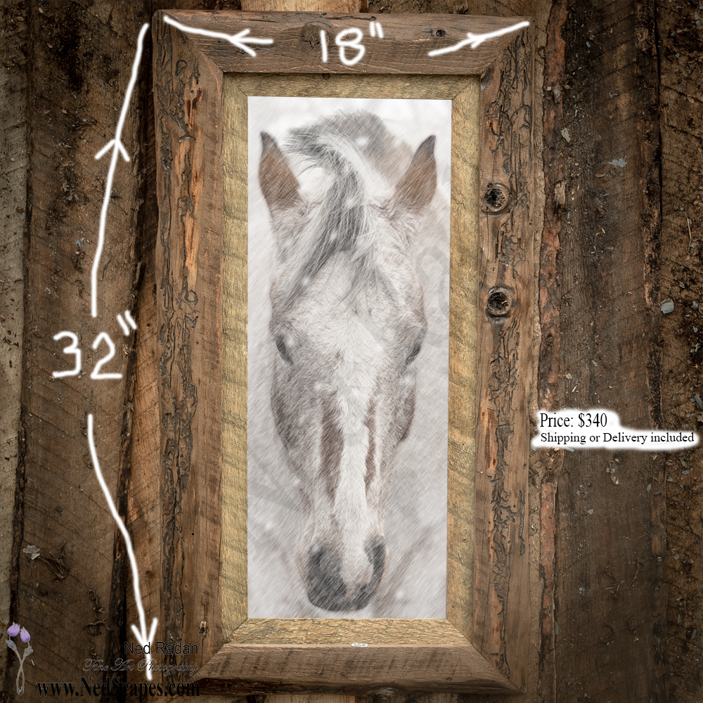 Appaloosa