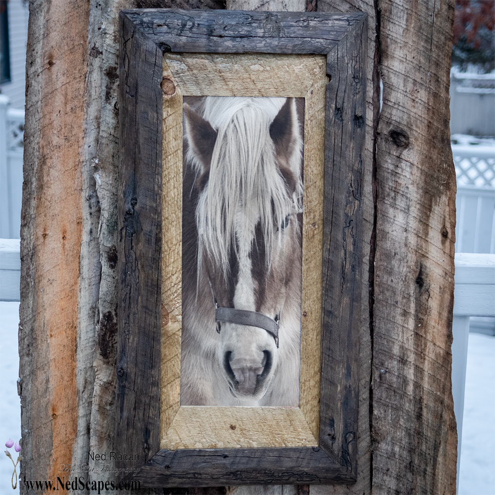 Belgian Draft Horse