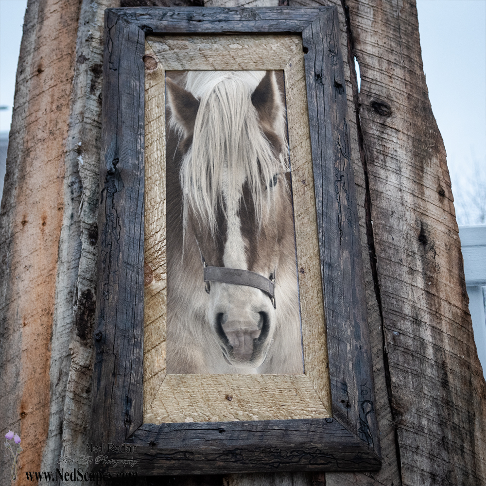 Belgian Draft Horse