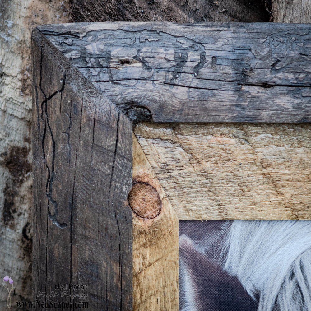 Belgian Draft Horse