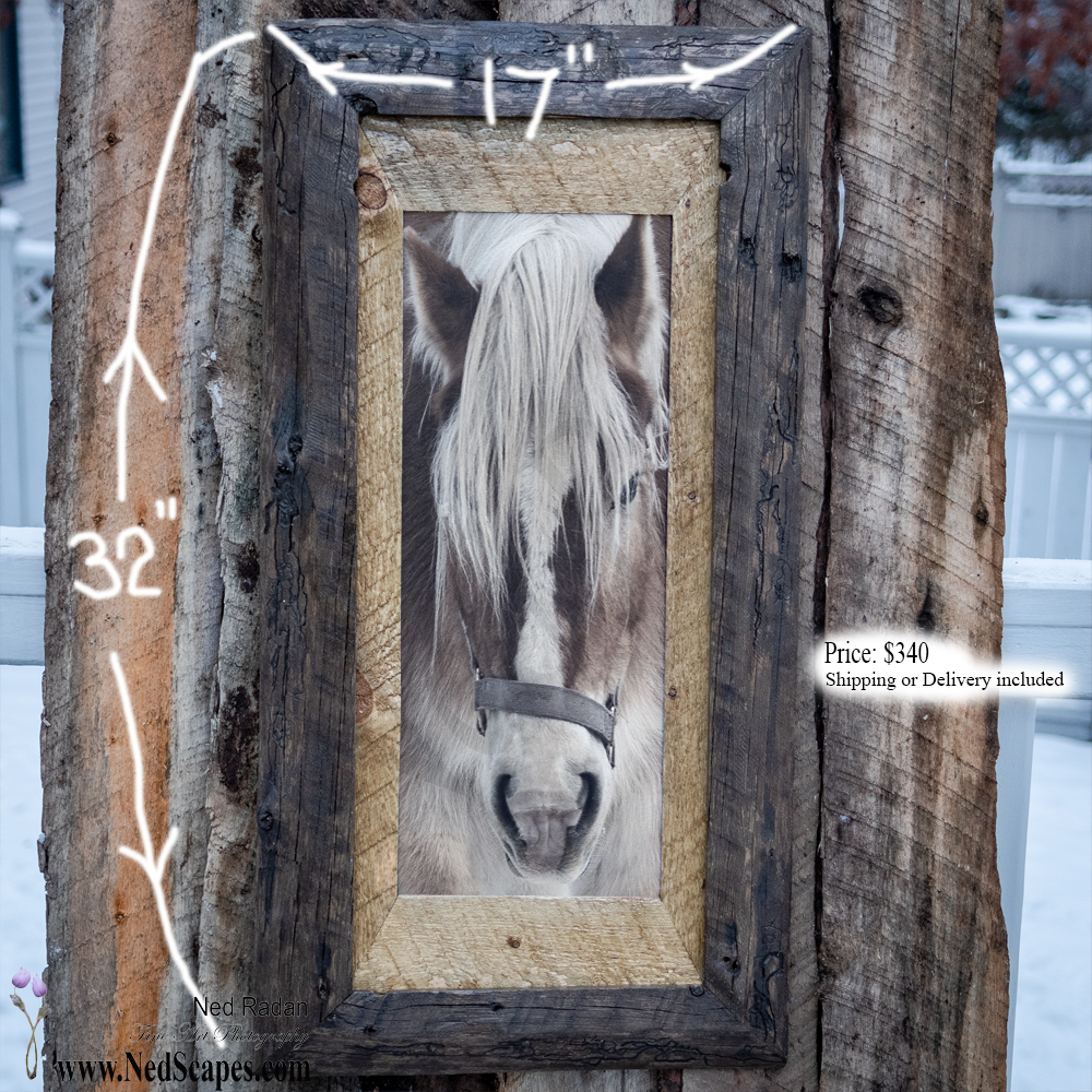 Belgian Draft Horse
