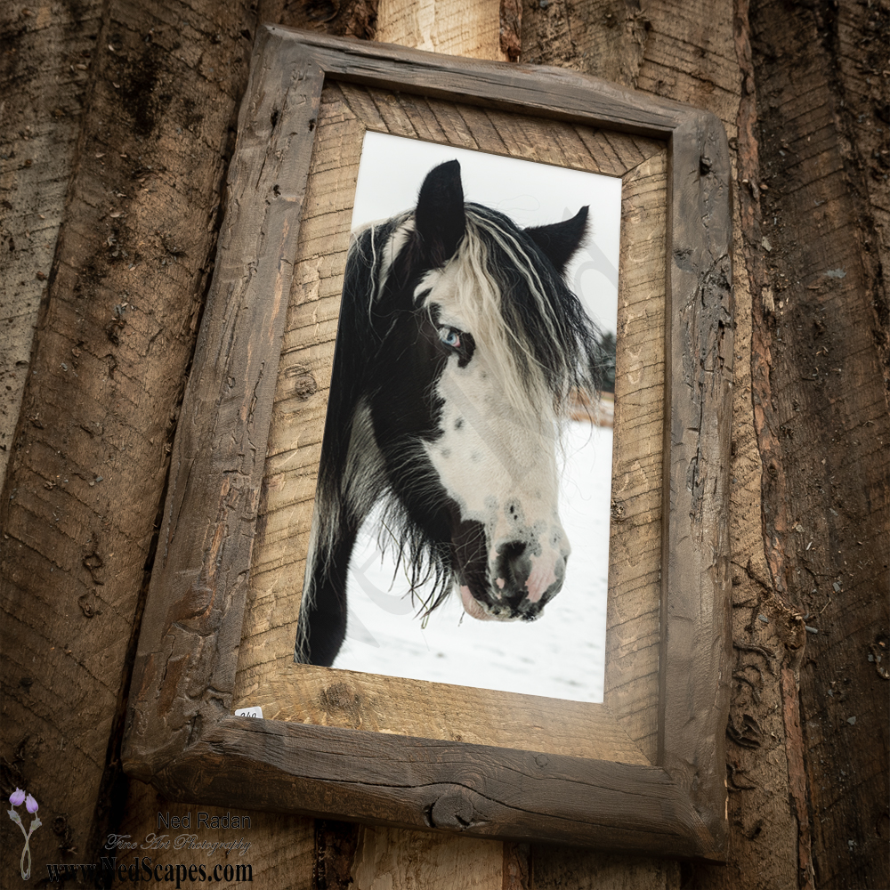 Gypsy