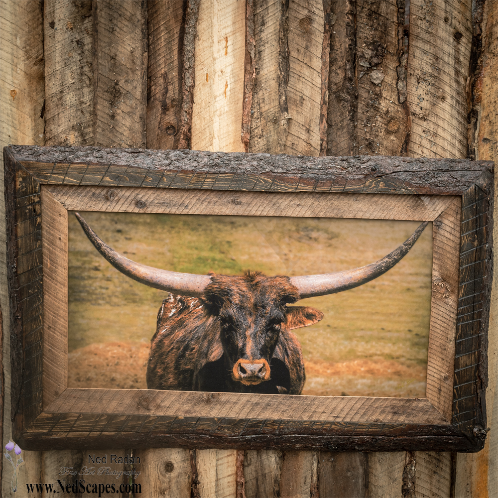 Longhorn