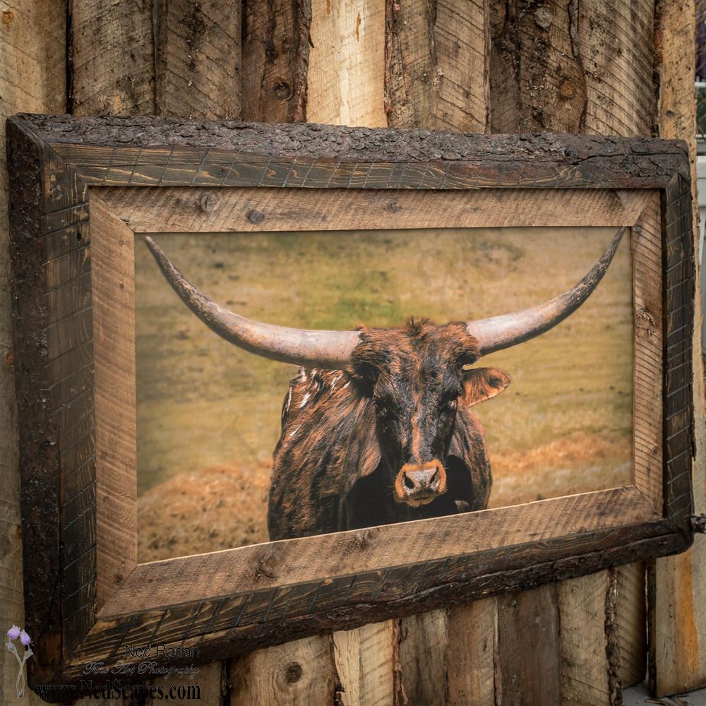 Longhorn