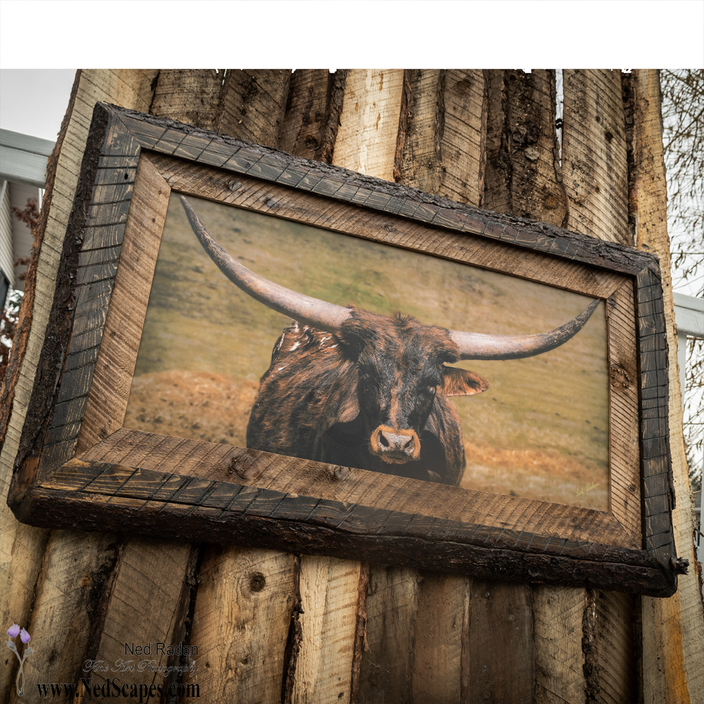 Longhorn