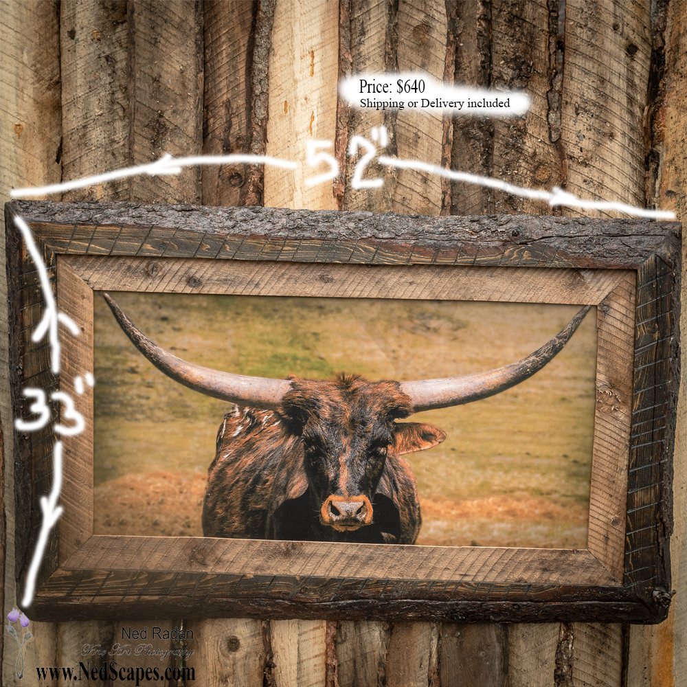 Longhorn