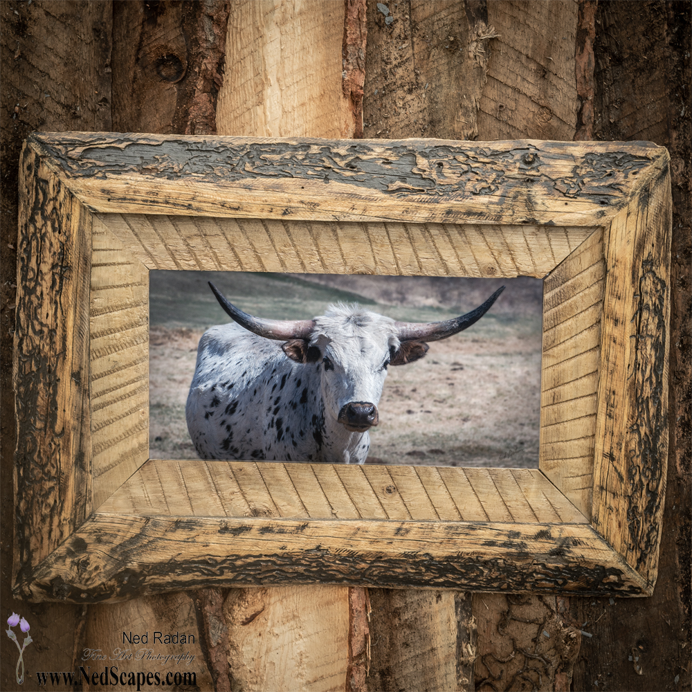 Longhorn 2
