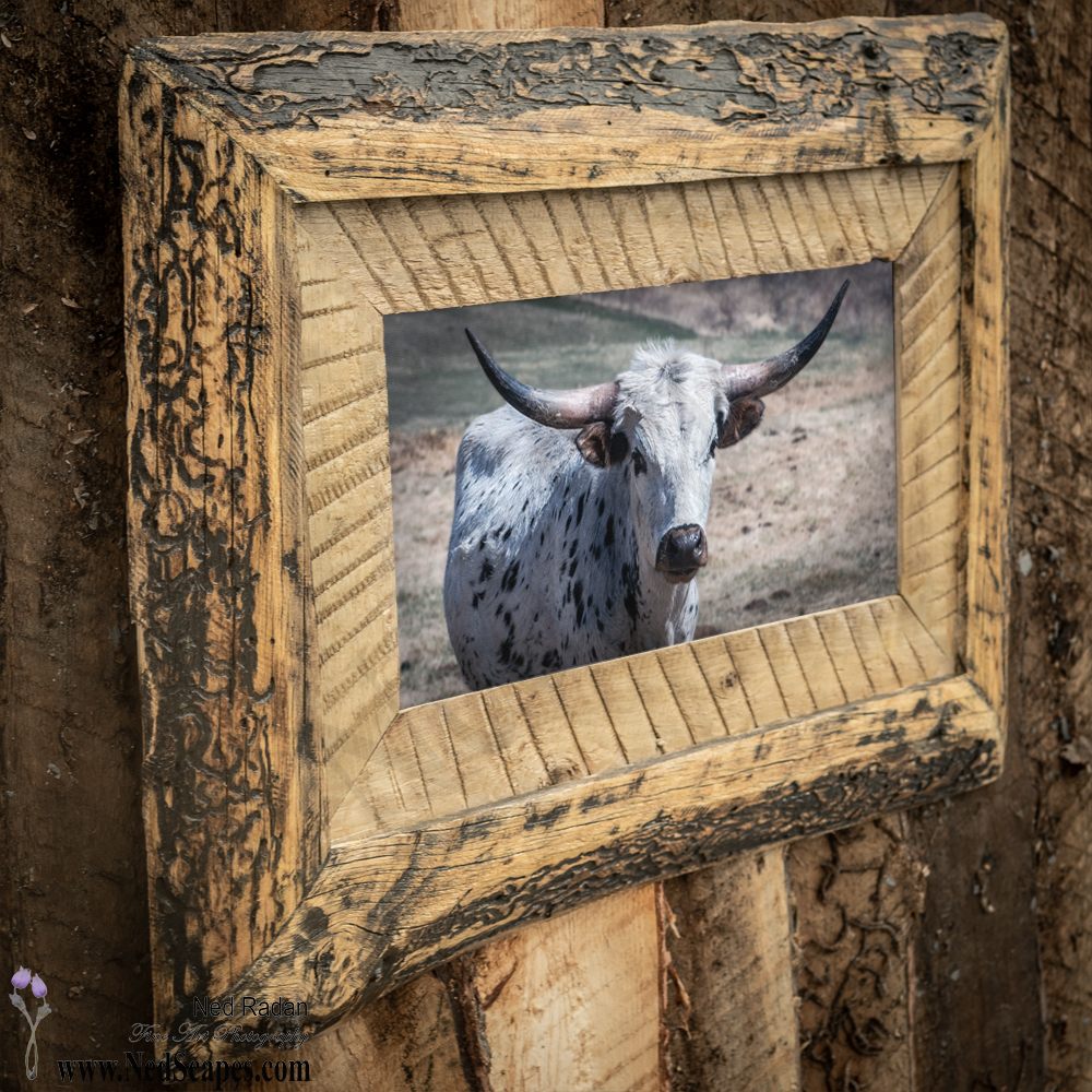 Longhorn 2