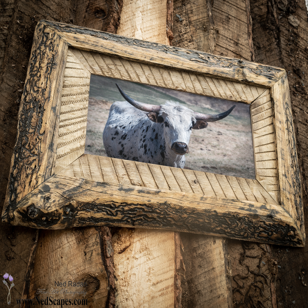 Longhorn 2