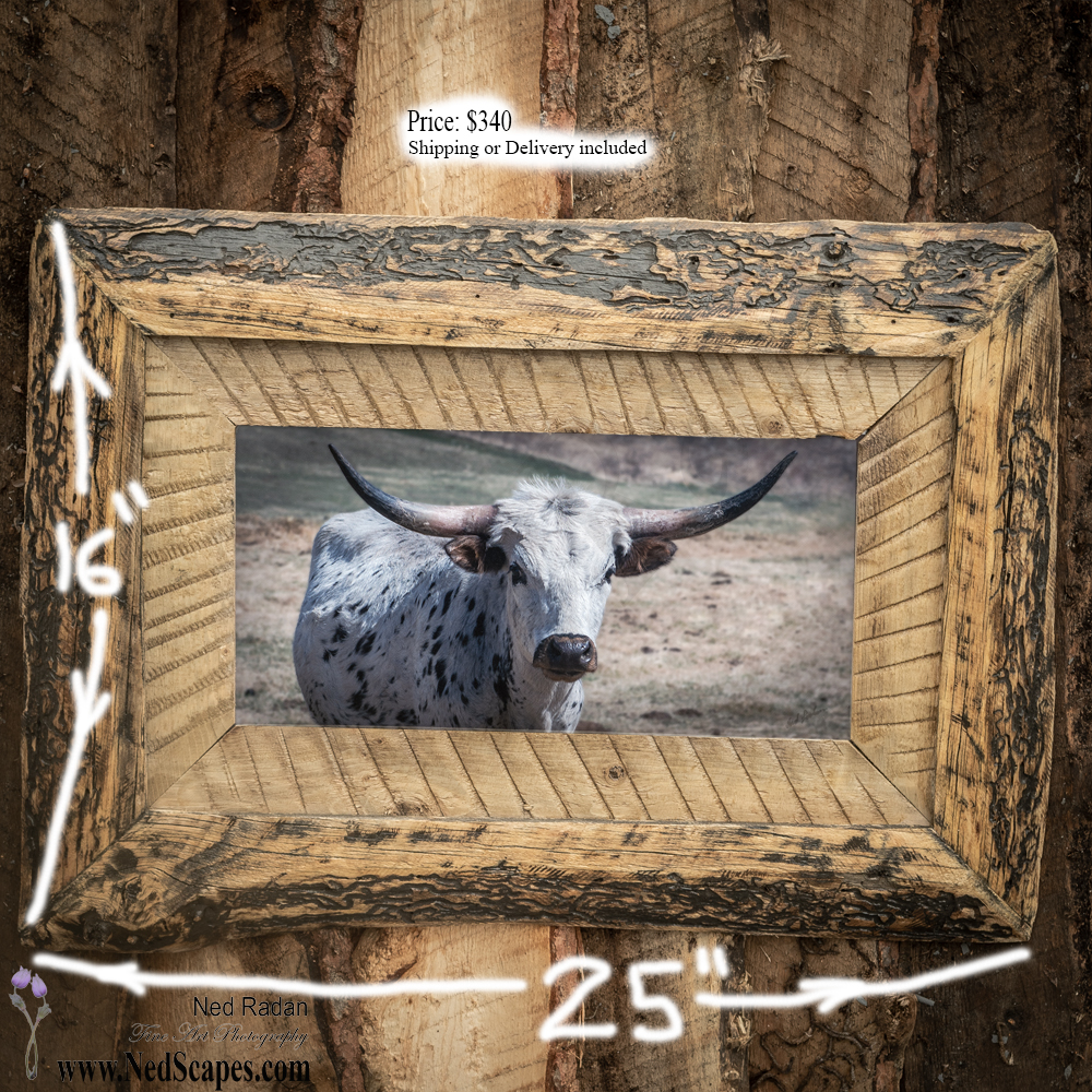 Longhorn 2