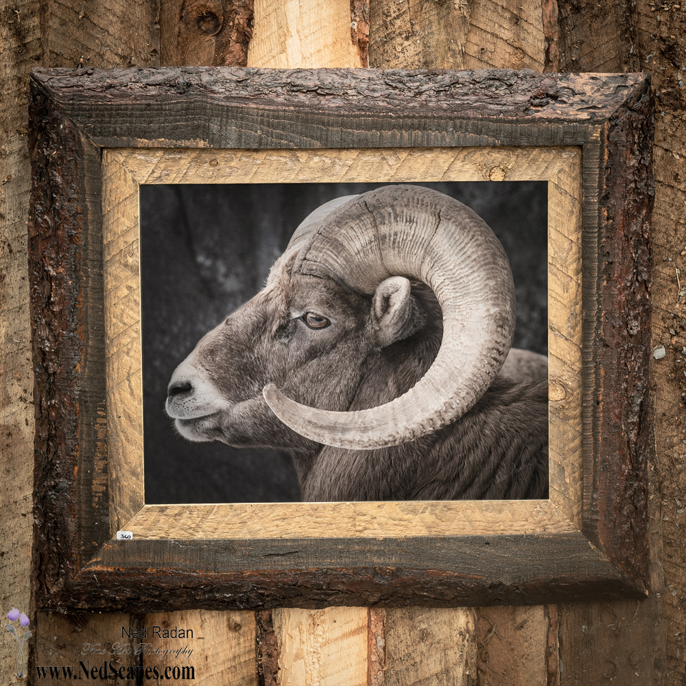 Big Horn Sheep