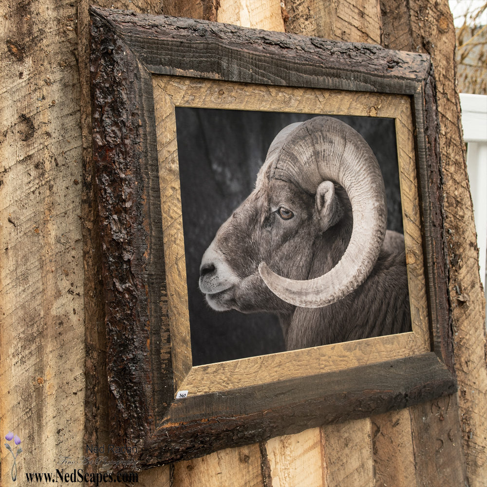 Big Horn Sheep