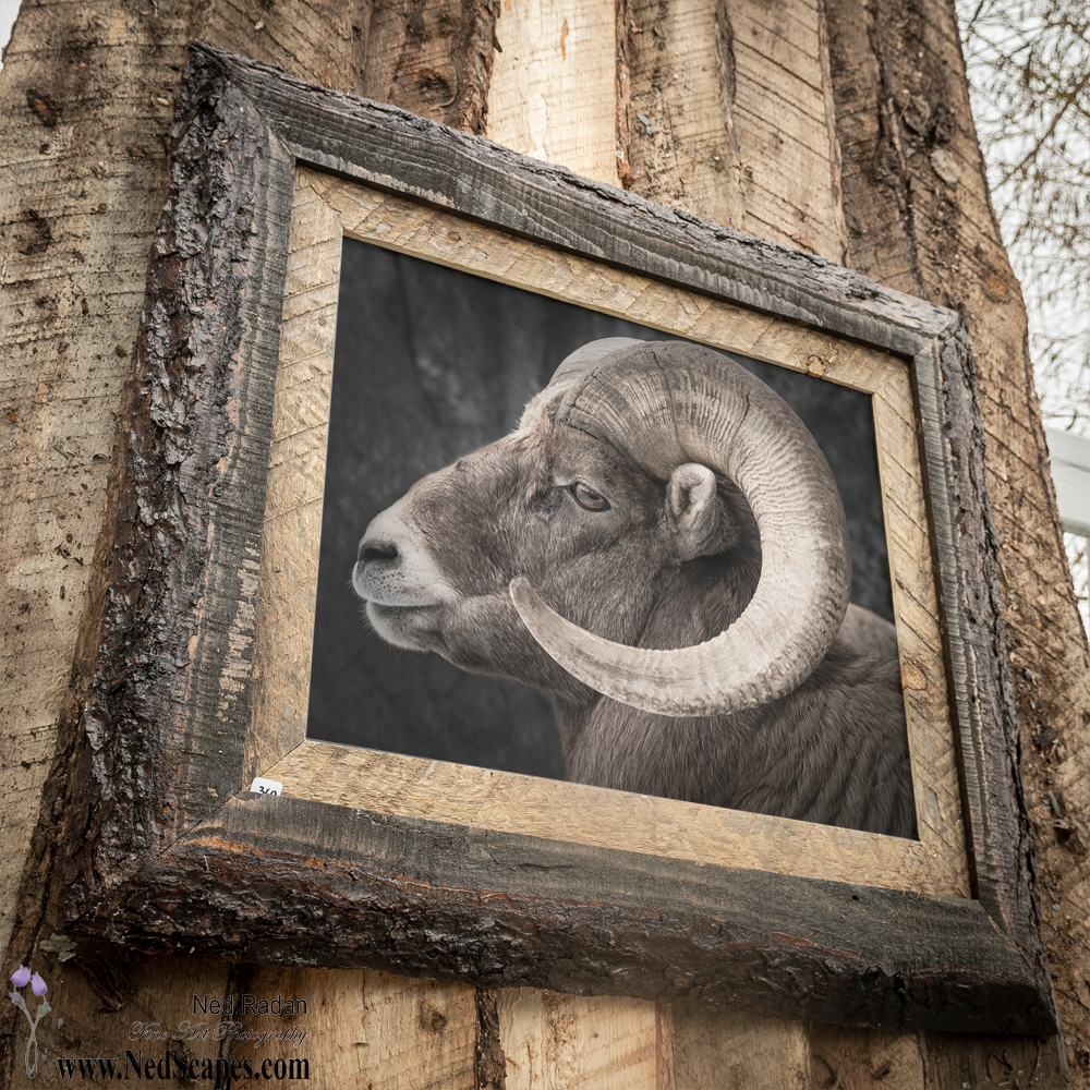 Big Horn Sheep