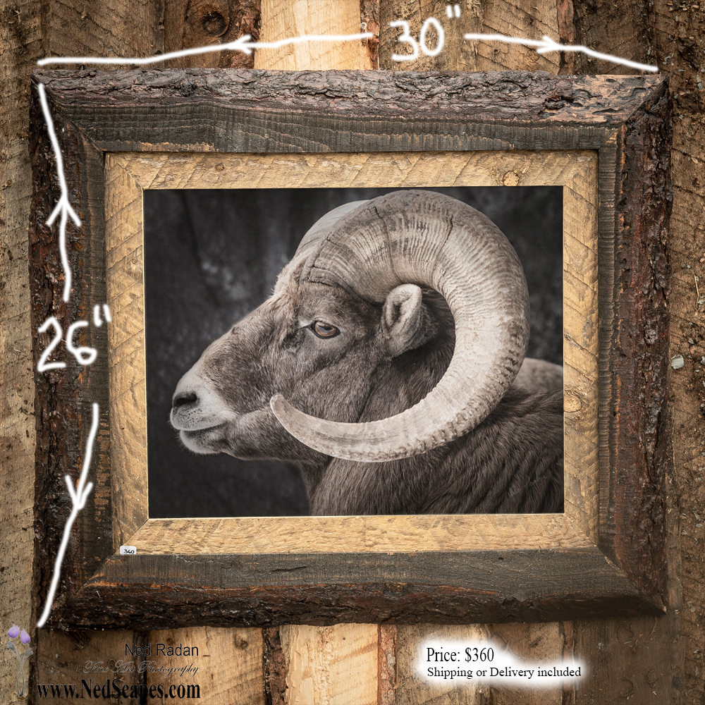 Big Horn Sheep